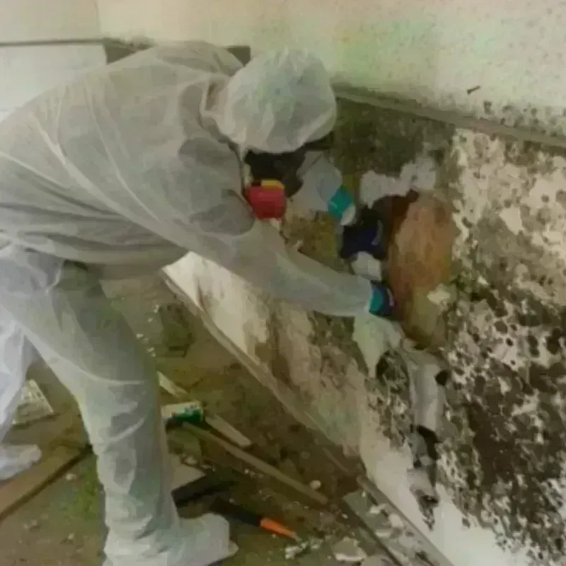 Mold Remediation and Removal in Kent County, MI